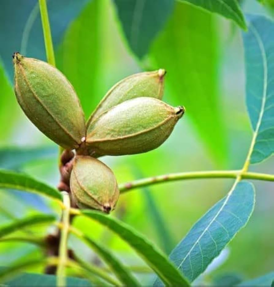 Mature Northern Pecan Tree with ripe pecan nuts ready for harvest