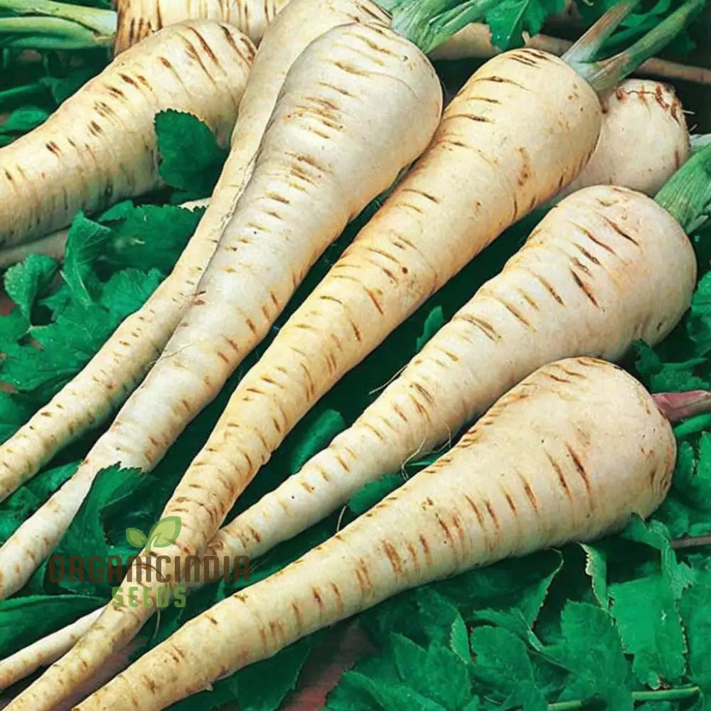Mature Tender and True Parsnip Roots Grown from Seeds