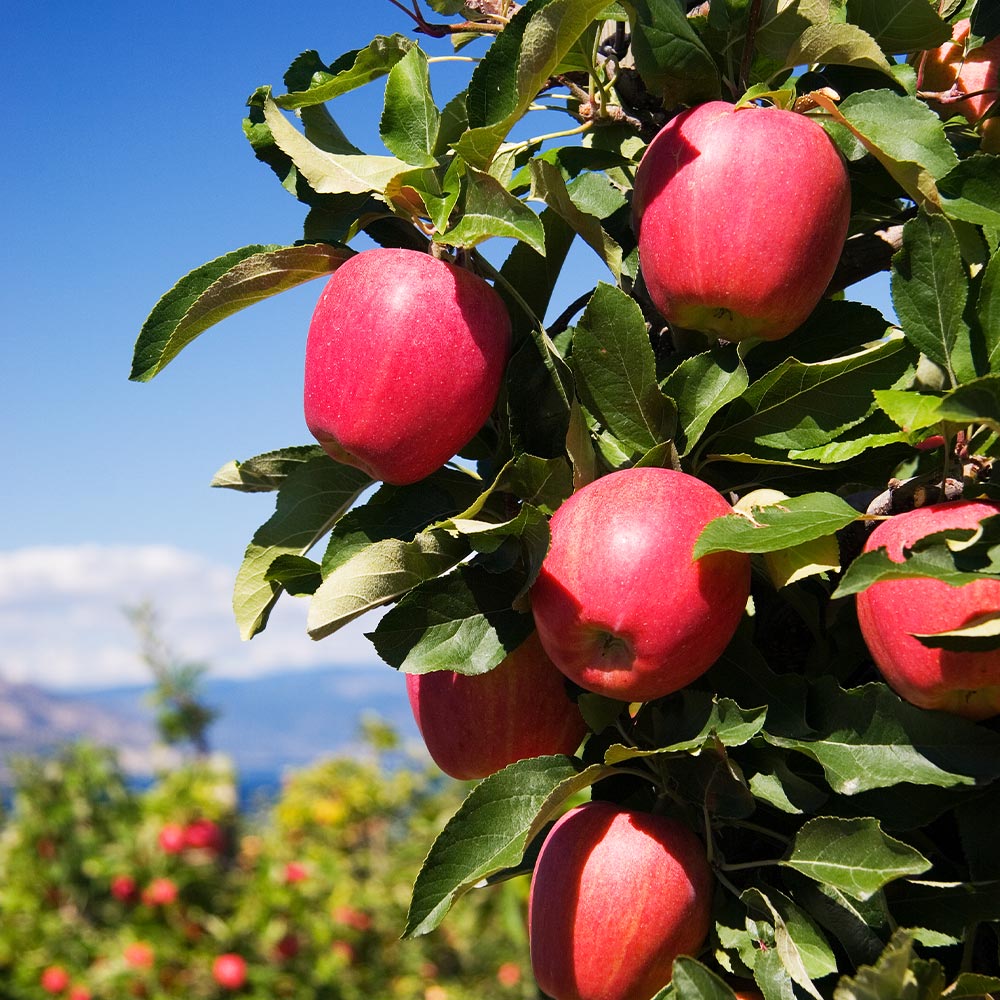 Mature Pink Apple Tree in Garden