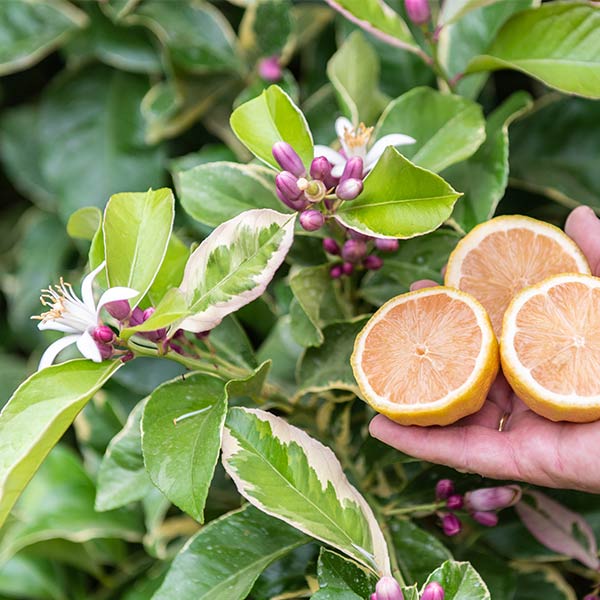 Mature Pink Variegated Lemon tree with striped green-yellow fruits