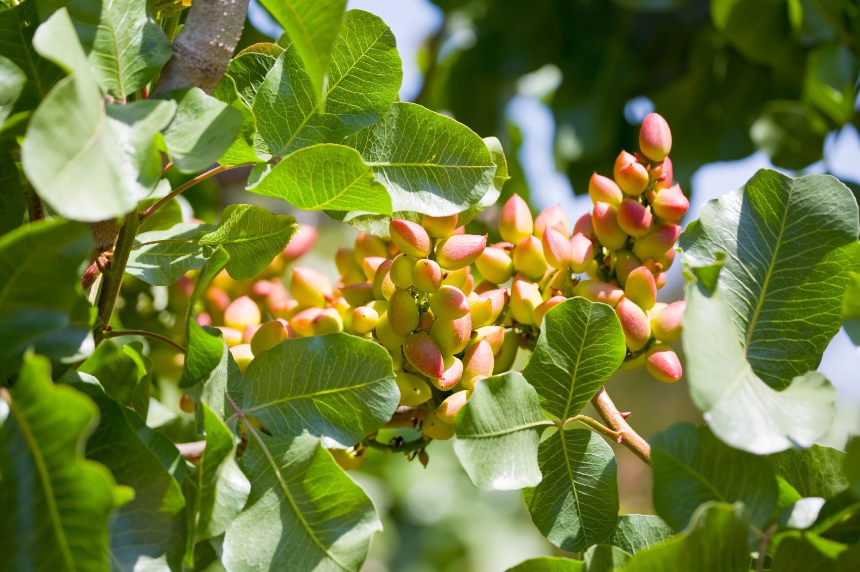 Mature pistachio tree with green pistachio nuts ready for harvest