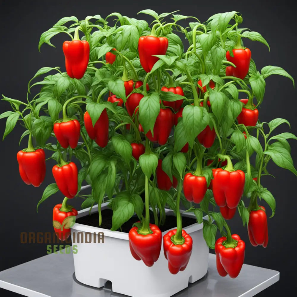 Mature Red Pepper Plant with Bright Red Fruits from Seeds