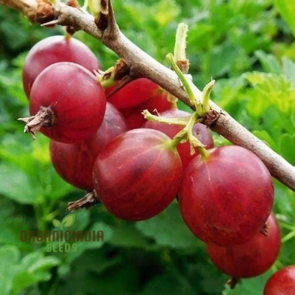 Mature Red Pixwell Gooseberry plant with sweet-tart red berries