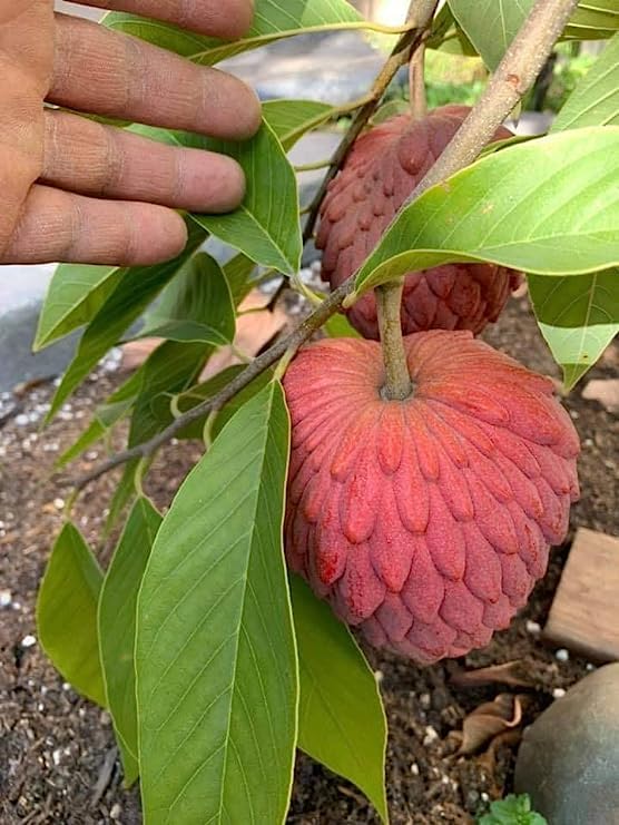 Mature Red Sugar Apple tree with ripe tropical fruits