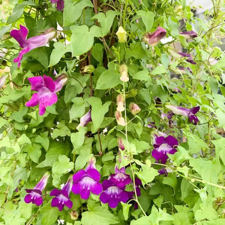 Maurandya Barclaiana seeds packet for planting flowering vine plants