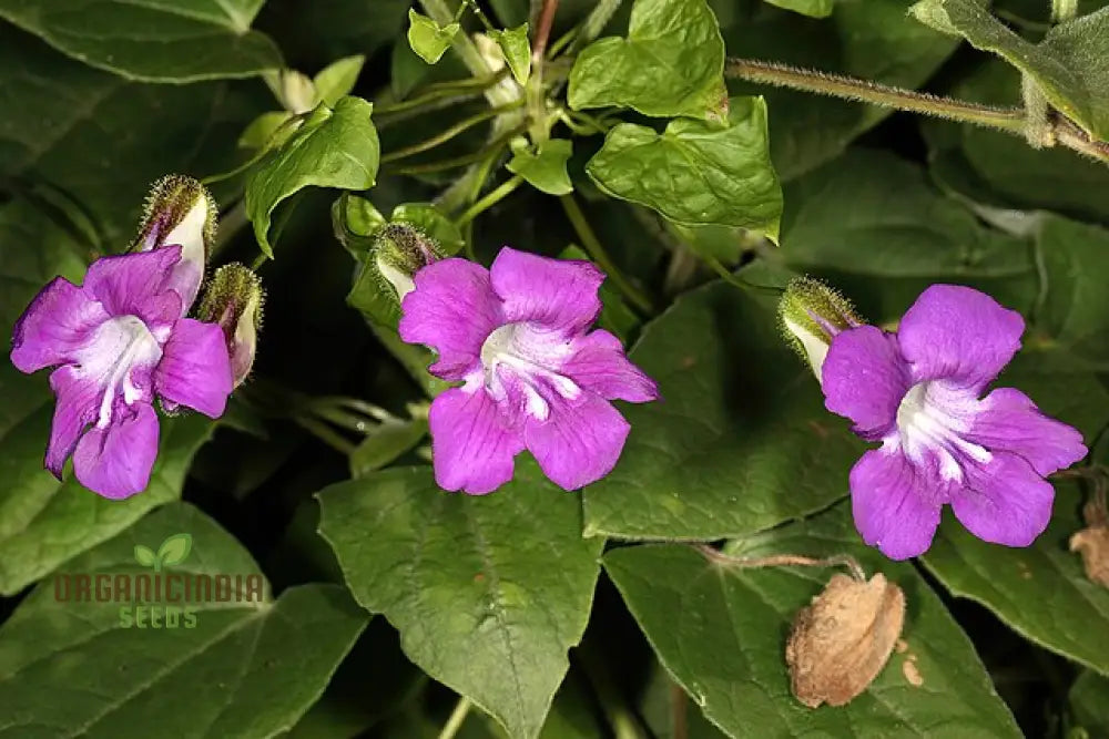 Maurandya seeds plant growth stages in garden