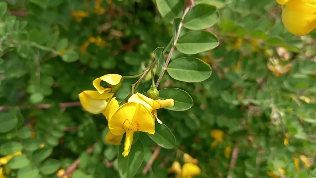 Semillas de Flor de Senna de la Vejiga – Flores Resistentes Únicas para Plantación Ornamental en Jardín