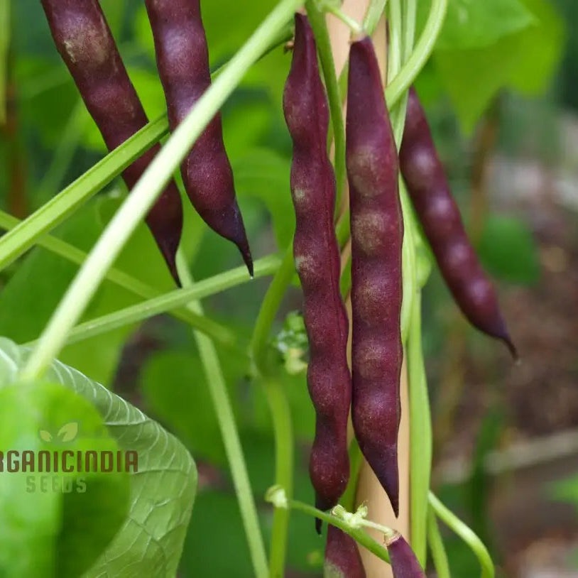 Mayflower Bean Seedling Growing in Garden or Container