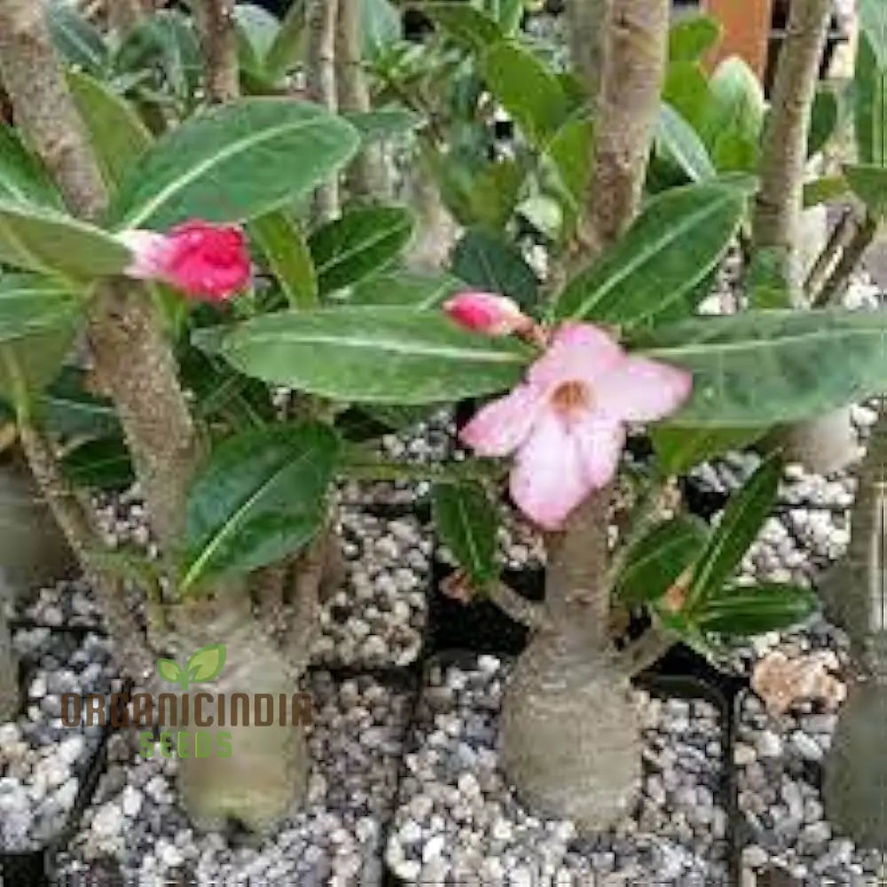 Imágenes de Porches de casas libres de derechos | DepositPhotos, image size:1000x1000