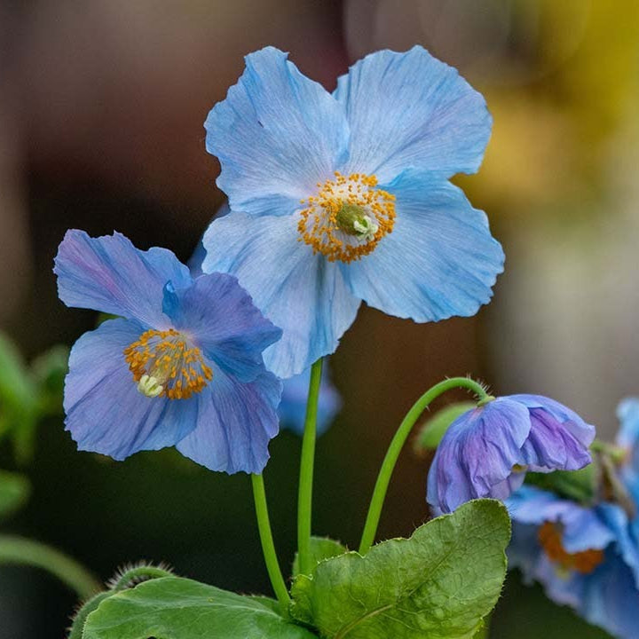 Meconopsis aculeata seeds for planting