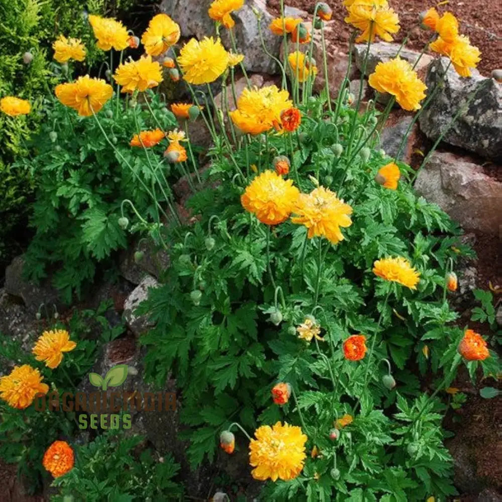 Meconopsis Cambrica Double Yellow seeds packet for planting