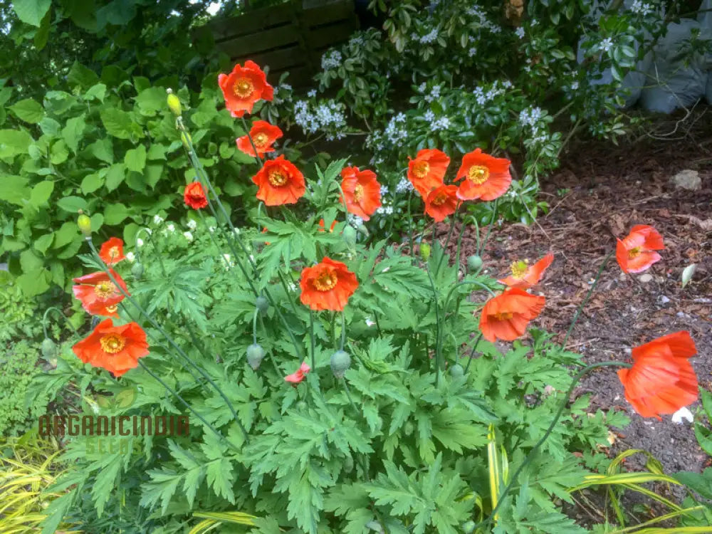 Meconopsis Cambrica â€™Frances Perryâ€™ Flower Seeds For Planting Rare And Beautiful Welsh Poppy
