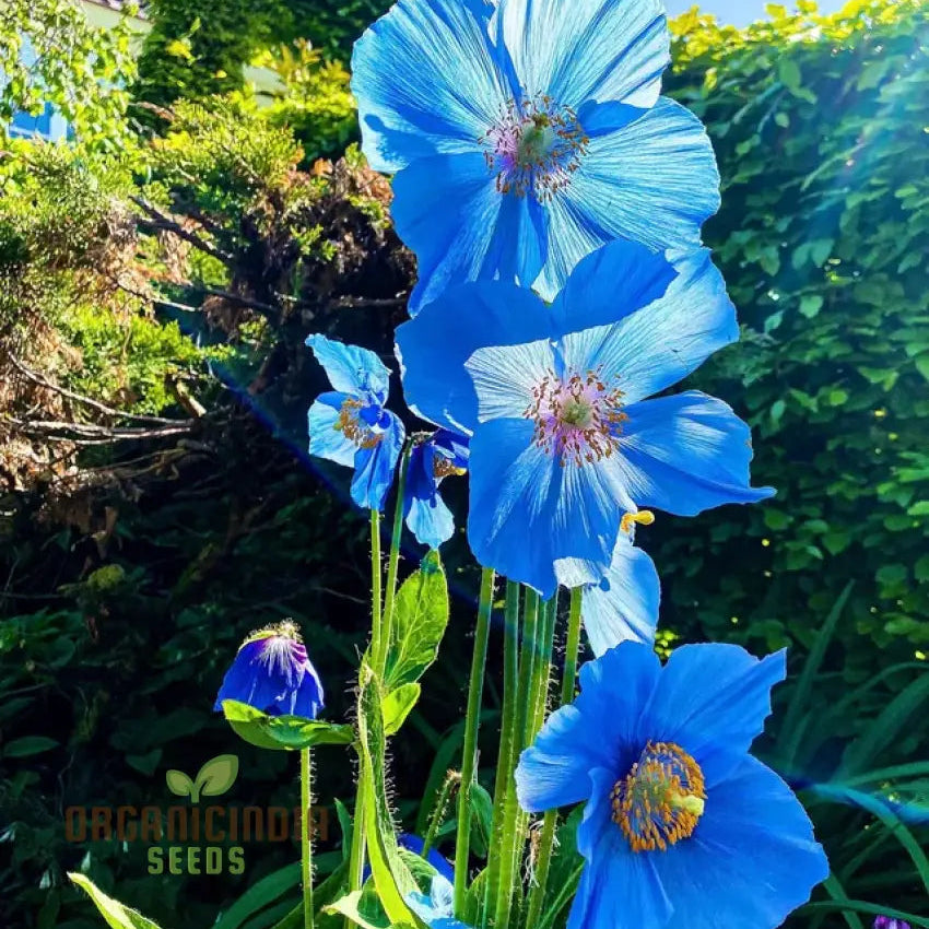 Meconopsis Grandis Flower Seeds Stunning Blue Himalayan Poppy For Gardening Perennial Blooms Your