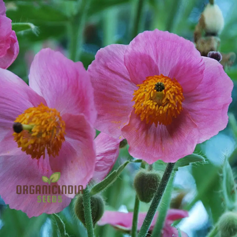 Meconopsis Napaulensis Pinky seeds packet for planting