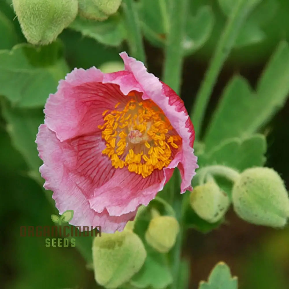Meconopsis Pinky seeds sprouting into healthy seedlings