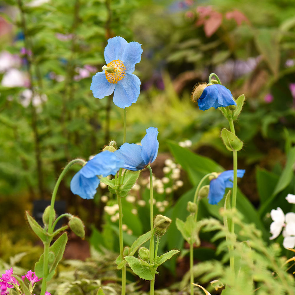 Meconopsis Grandis Seedlings Growing in Moist Soil