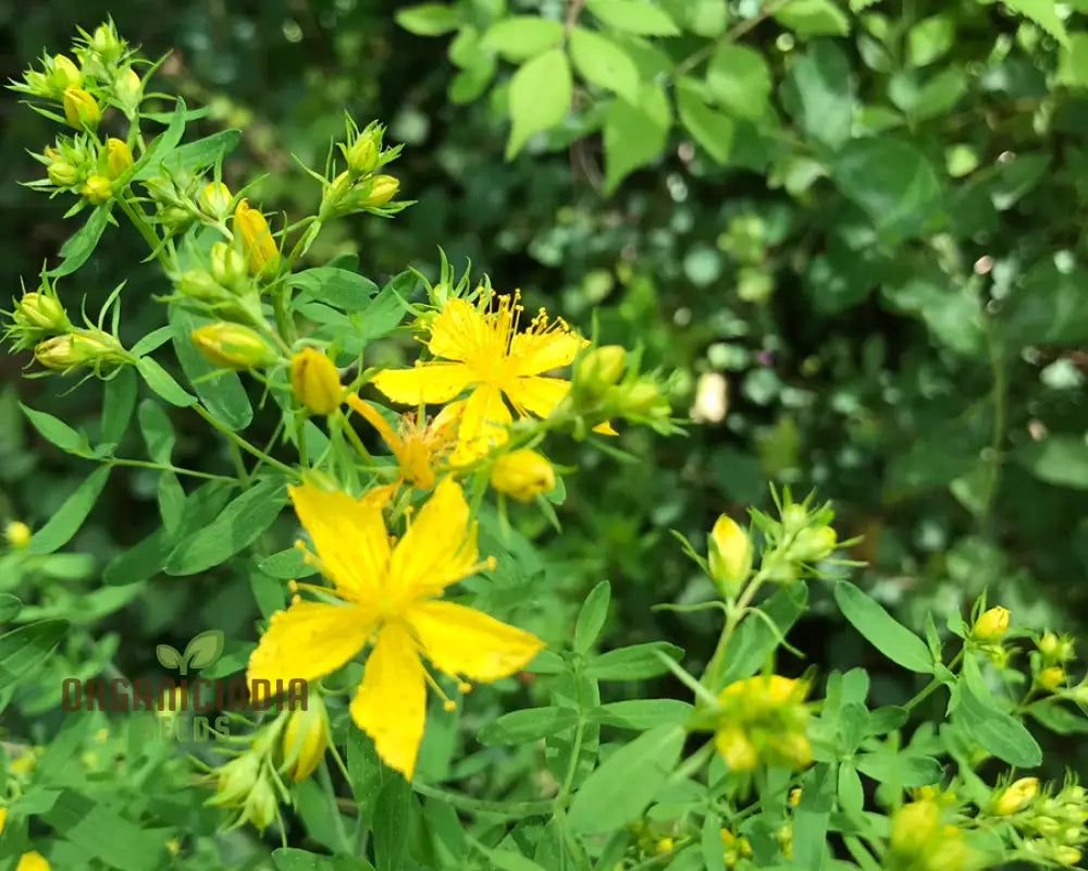 Medicinal Herb St. John’s Wort Seeds for Home Garden Use