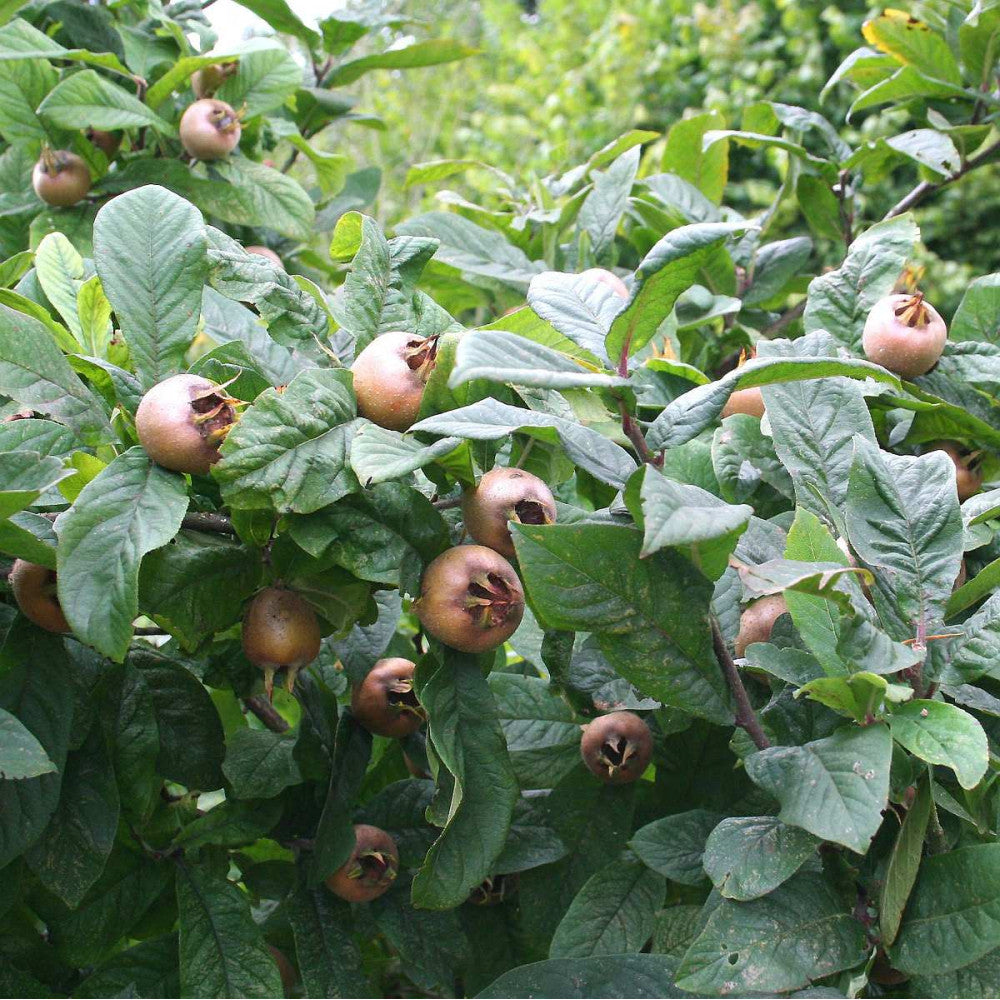 Closeup of Medlar fruit