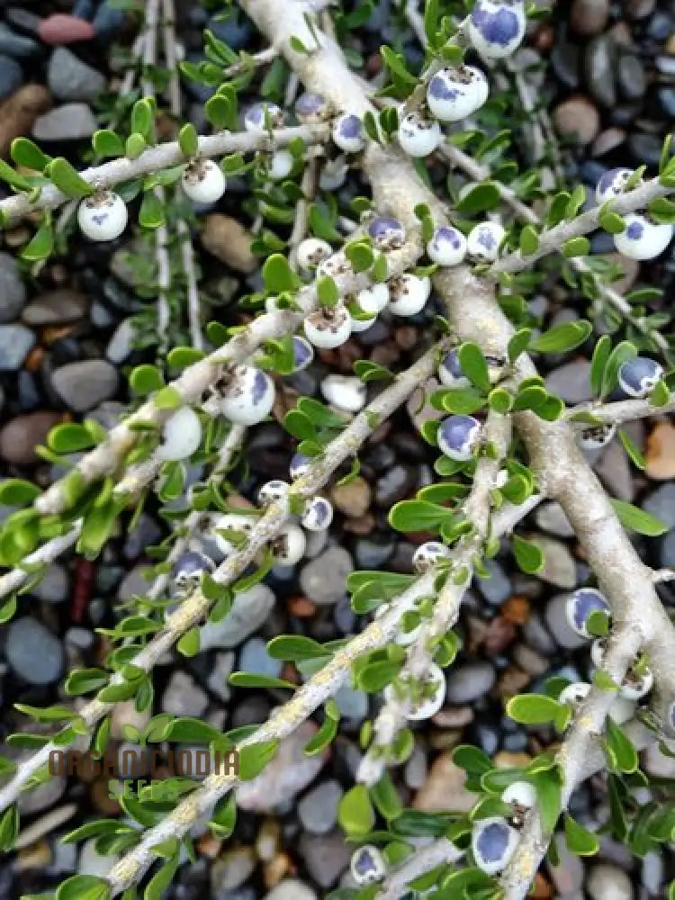 Melicytus Alpinus Seeds For Planting Rare Alpine Garden Enthusiastic Gardeners Plant