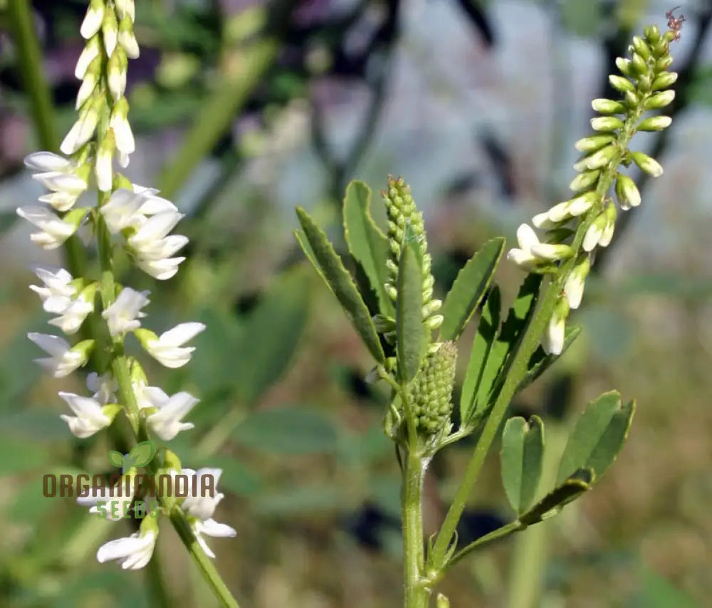 Melilotus Officinalis Subsp. Albus Seeds For Planting Premium Gardening Plant