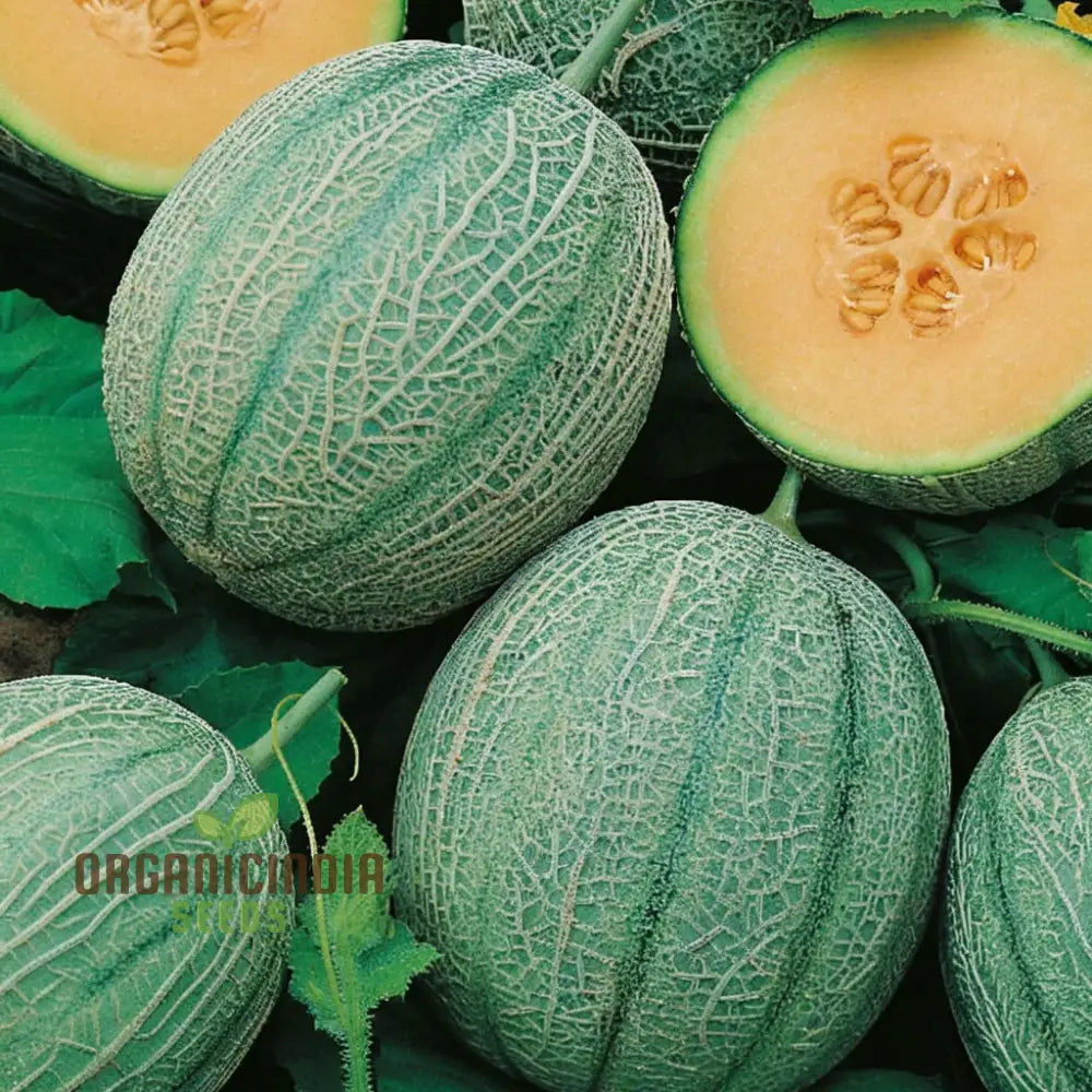 Melon Charmont Seeds For Juicy Flavorful Harvests â€“ Elevate Your Gardening Experience With