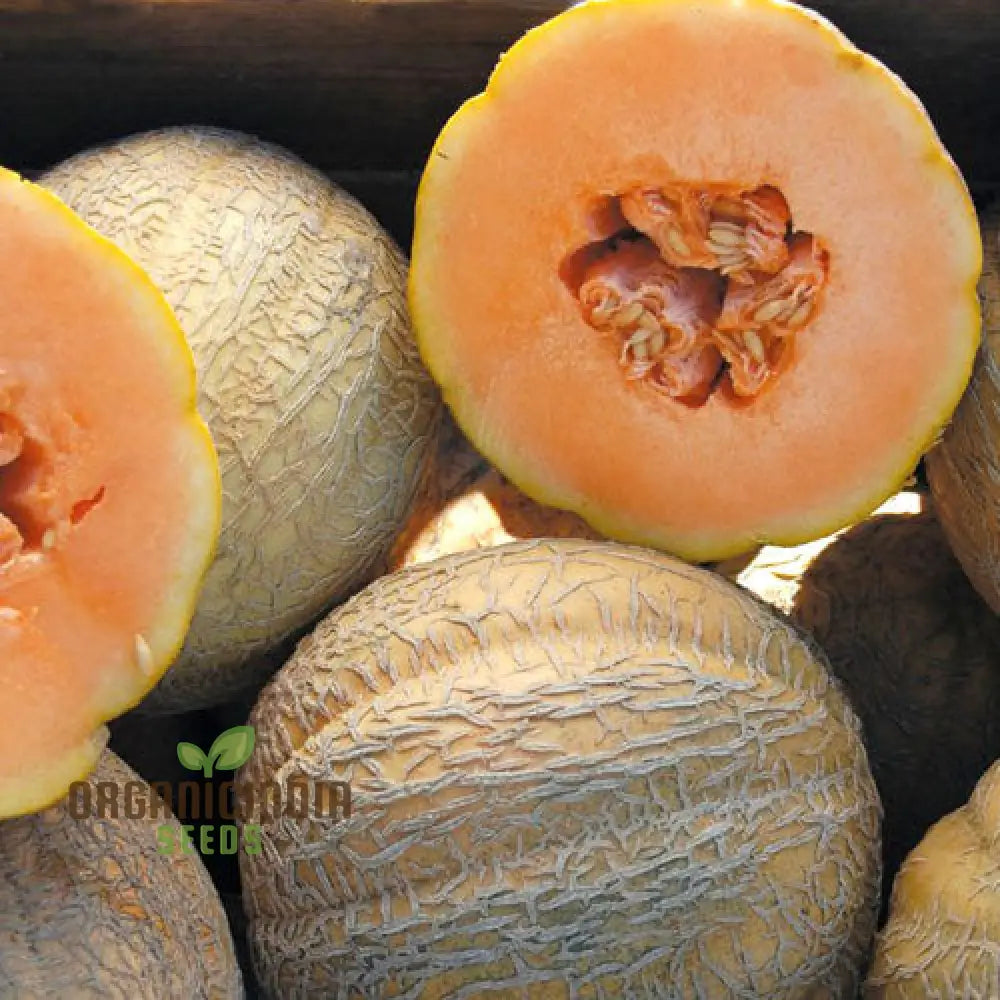 Melon Schoonâ€™s Hard Shell Seeds: Your Go-To For Exceptional Gardening Success