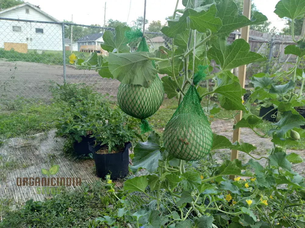 Melon Seeds - Minnesota Midget Heirloom Garden Planting