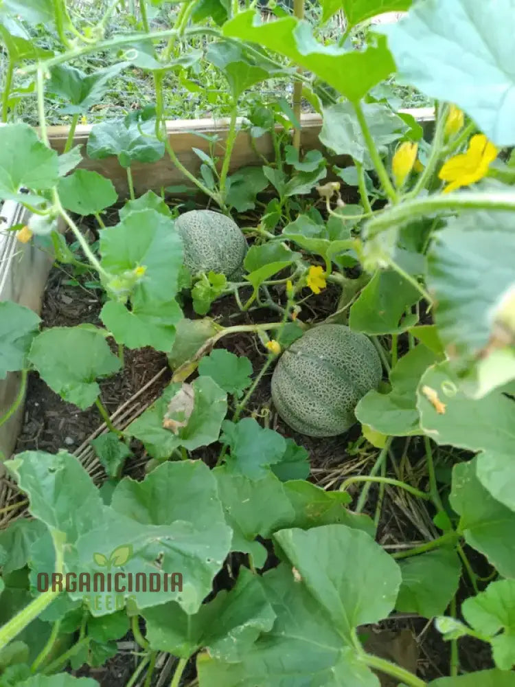 Melon Seeds - Minnesota Midget Heirloom Garden Planting