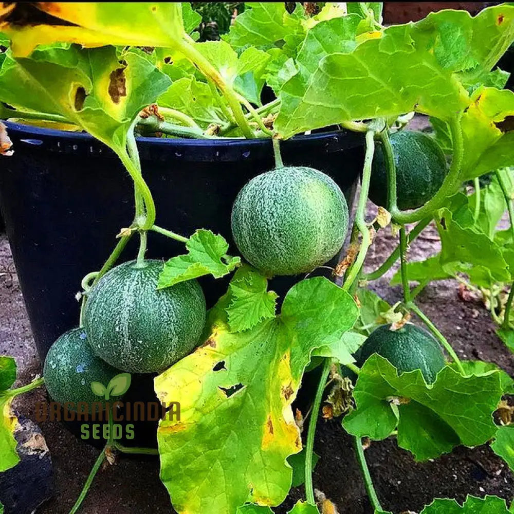 Melon Seeds - Minnesota Midget Heirloom Garden Planting