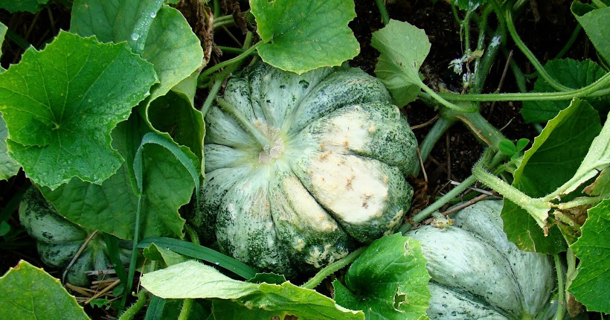 Semi di Melone Oka Fond Blanc Prescott per Piantare: Delizia di Giardinaggio Squisita per il Tuo Raccolto Estivo