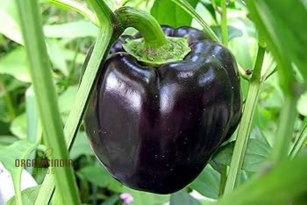 Mature Merlot F1 Sweet Pepper Plant with Vibrant Fruits