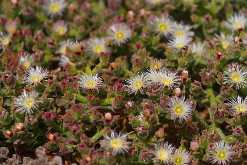 Ice Plant Mesembryanthemum Crystalline Seeds – Drought-Tolerant Green Succulent Variety for Landscapes