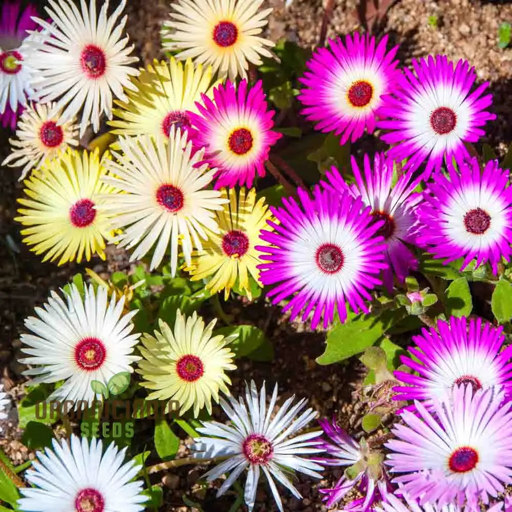 Mesembryanthemum Sunshine Mix Flower Seeds for Planting