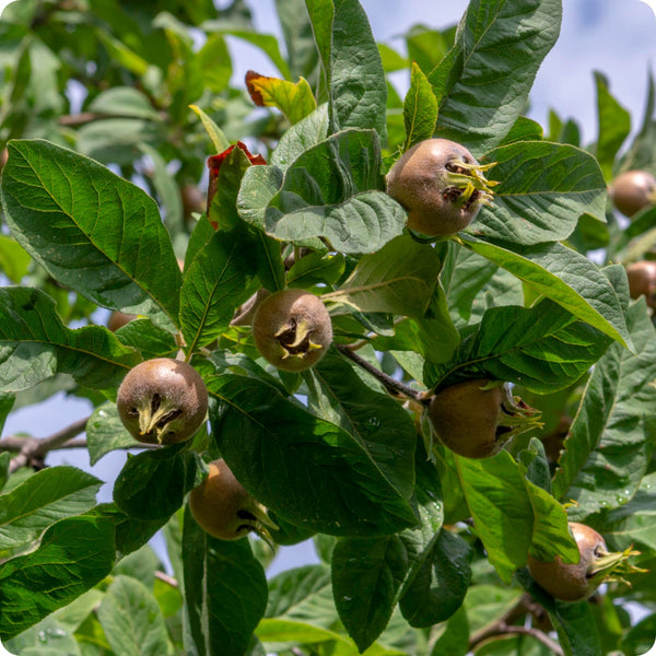 Mespilus germanica tree growing