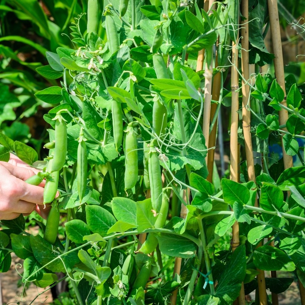 Meteor Pea Plant from Seeds with Tender Pods