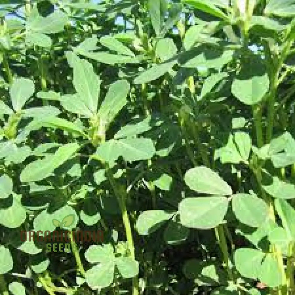 Methi (Fenugreek) Seeds For Gardening â€“ Ideal Homegrown