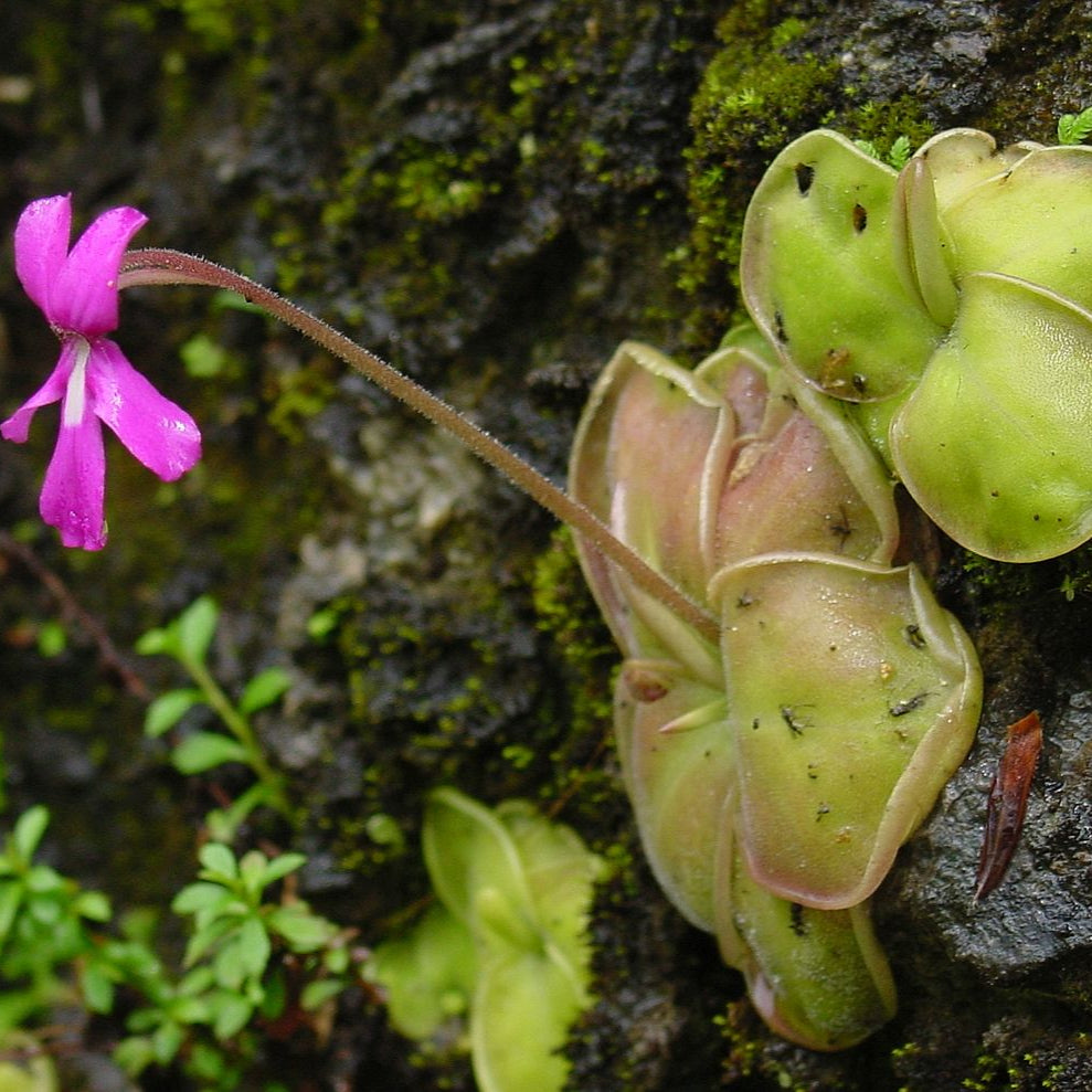 Mexican Butterwort seeds for indoor growing