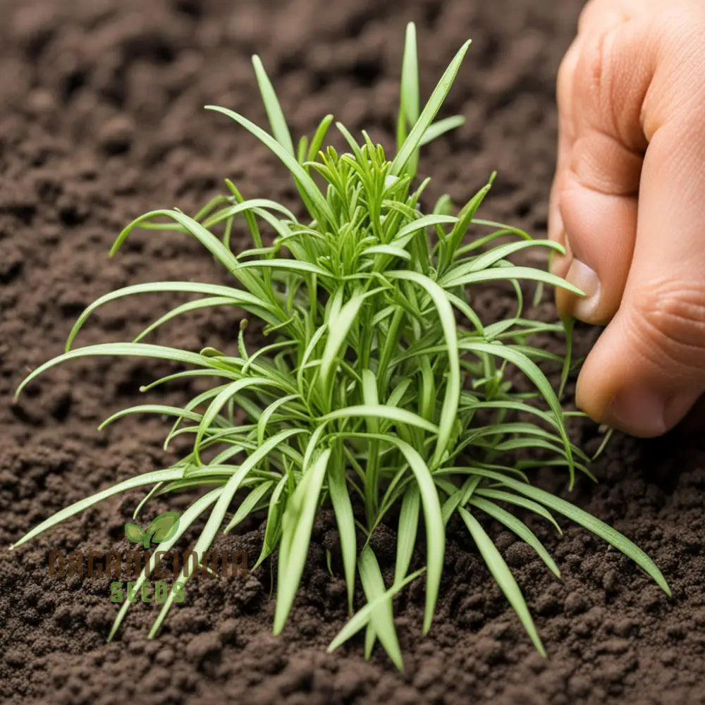 Aromatic Mexican Tarragon leaves grown from high-quality seeds