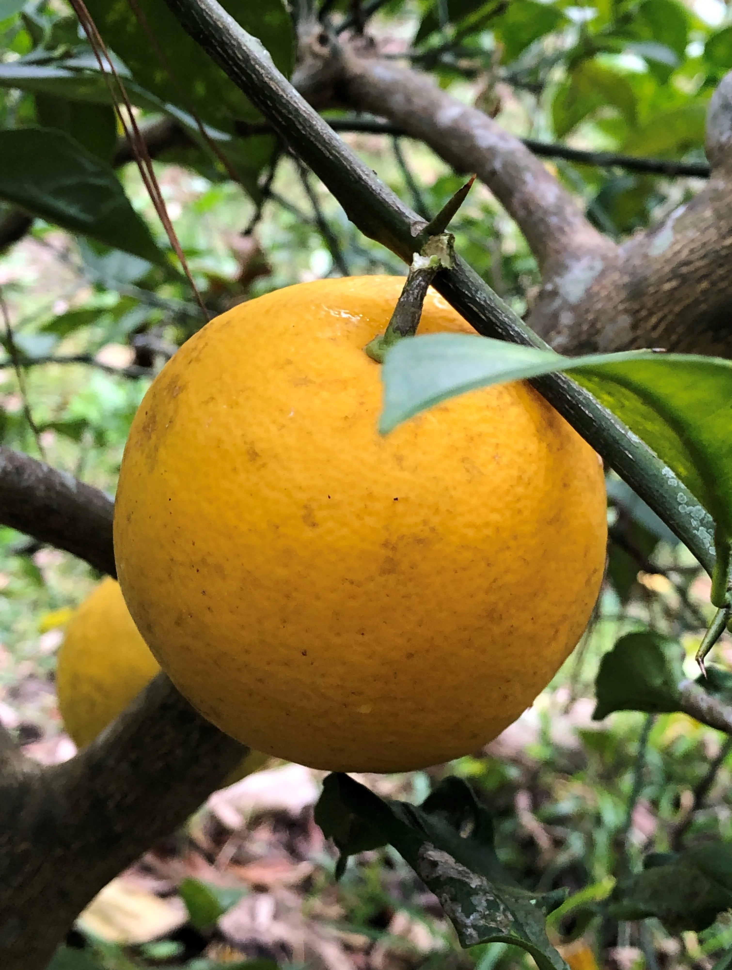 Ripe Meyer Lemons hanging on branch in home garden