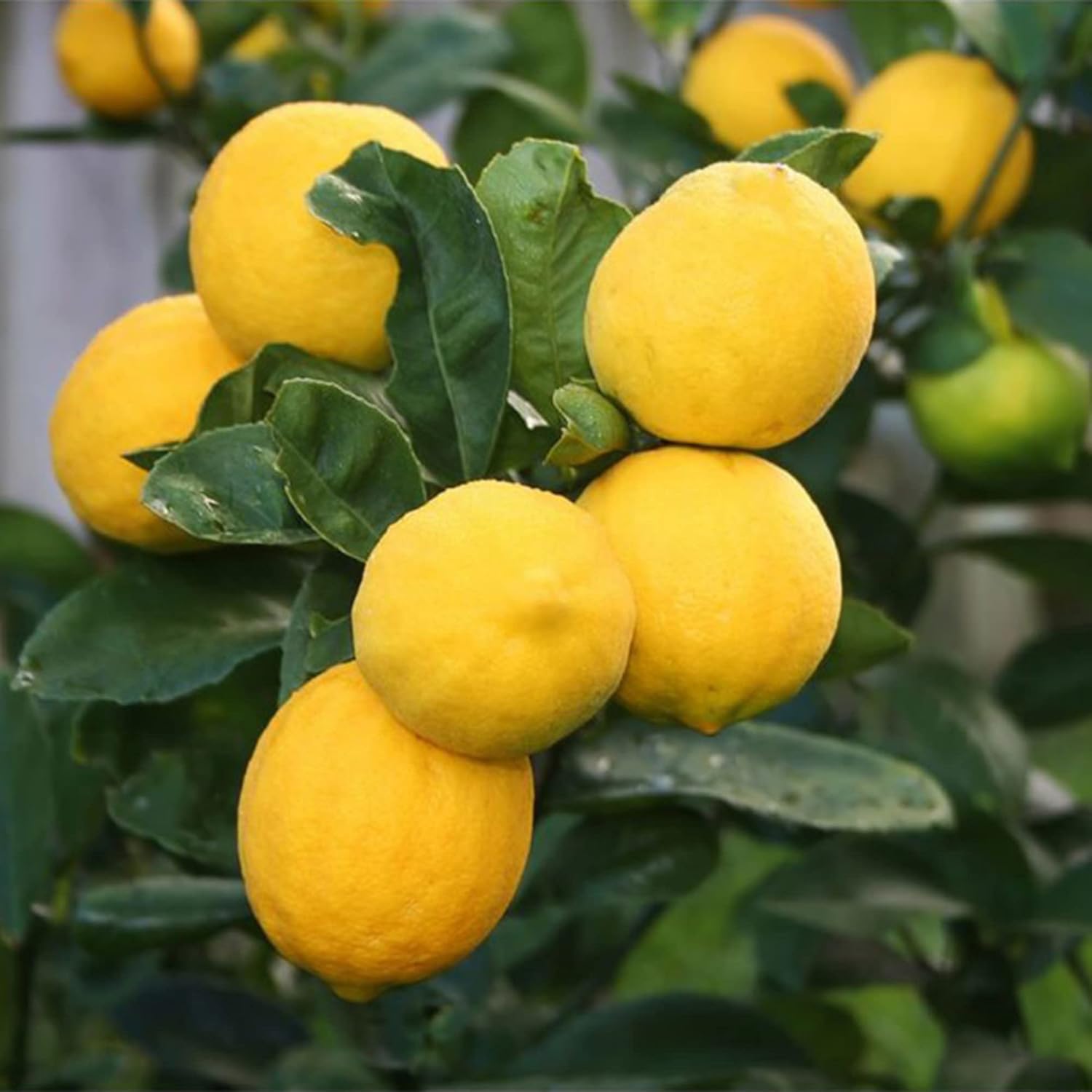 Meyer Lemon Seedlings Growing in Container or Garden Soil