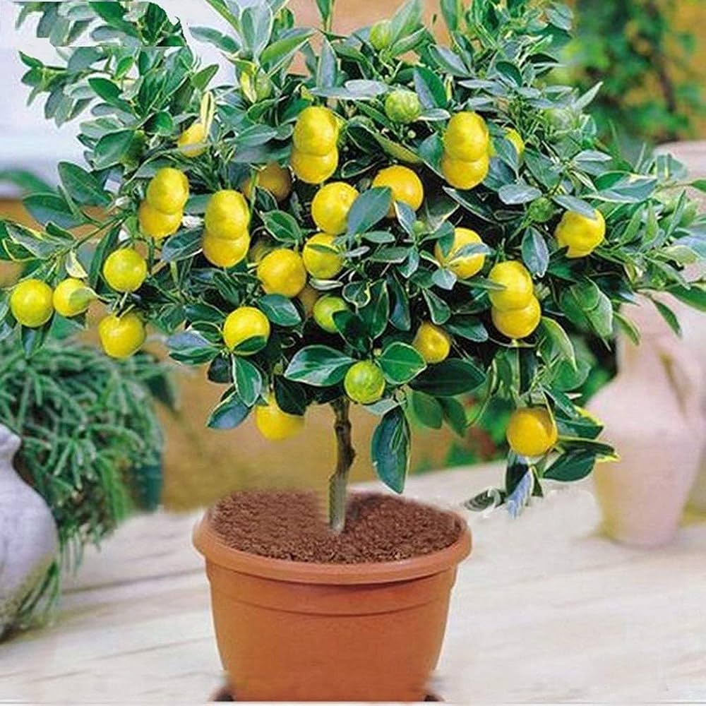 Meyer lemon seeds for planting compact Non-GMO citrus trees