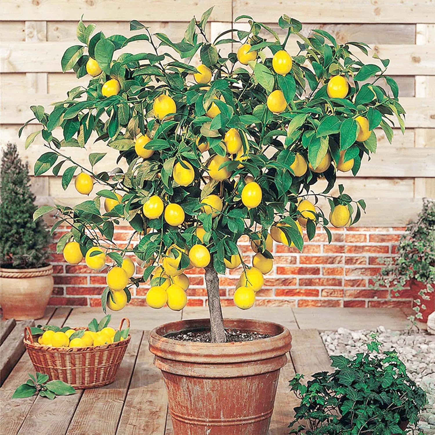 Meyer Lemon Tree Seeds for Planting, Dwarf Citrus Seeds for Home Garden