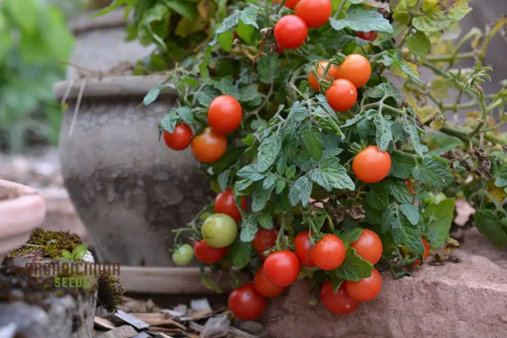 Close-Up of Micro Tom Tomatoes, Small Red Cherry Tomatoes