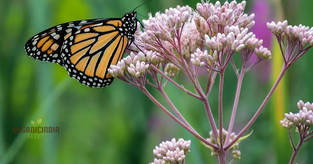 Milkweed seeds for pollinator-friendly planting
