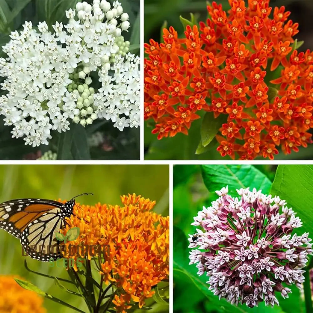 Non-GMO Milkweed seeds for planting