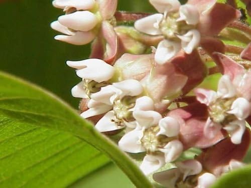 Common Milkweed Seeds for Wildlife and Pollinator Habitat