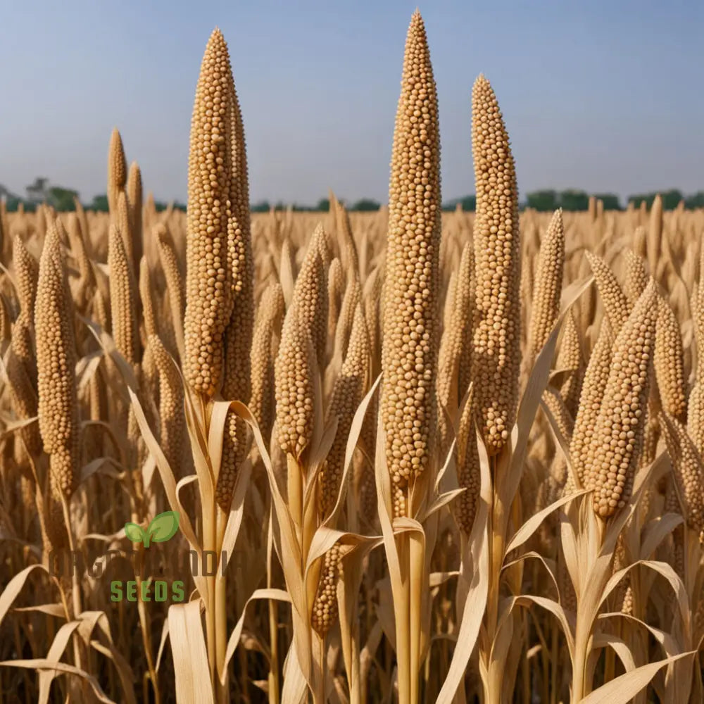 Mature Golden Harvest Millet Plant from Seeds, High-Yield Brown Top Millet