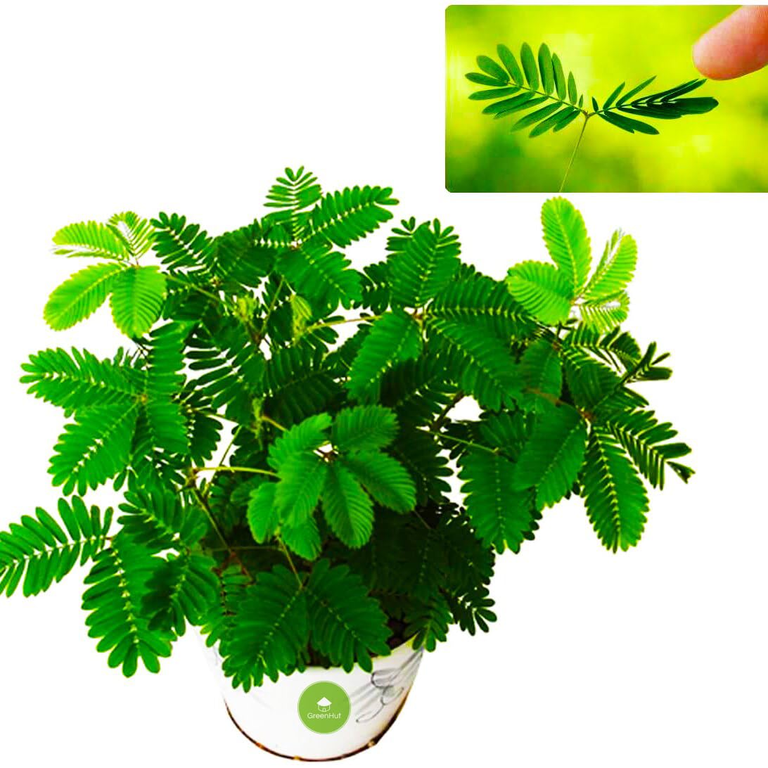 Mimosa Pudica Flower Seeds with Interactive Leaves and Summer Blooms
