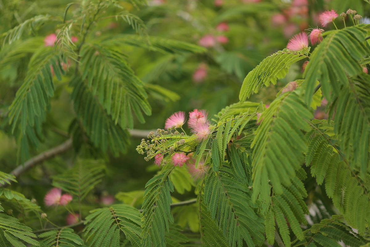 Mimosa Tree Seeds Growing in Outdoor Garden
