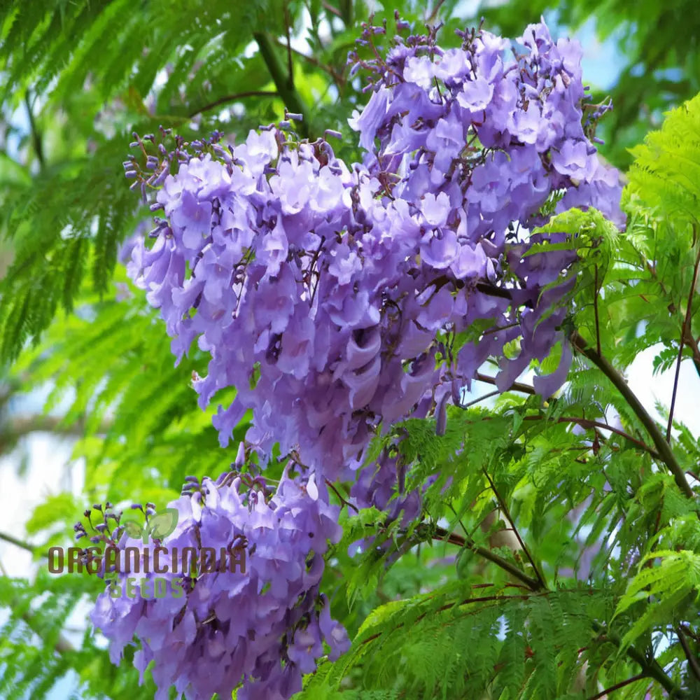 Mimosifolia Fern Tree Seeds for Tropical Garden Landscaping